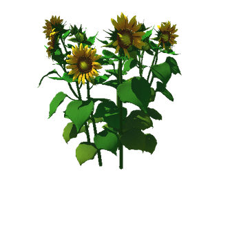 Flower_helianthus annuus1